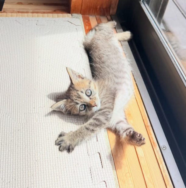 Umi, a tiny kitten stretching out in a sunny doorway